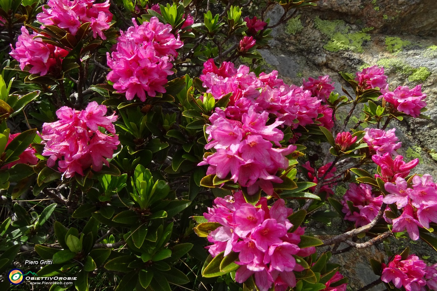 96 Rododendro rosso (Rhododendron ferrugineum).JPG